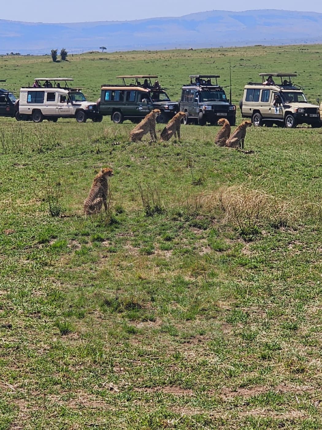Cheetahs resting in the grass with safari vehicles in the distance